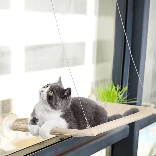 Sunbeam Perch